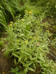 1437522018_inula 97.jpg